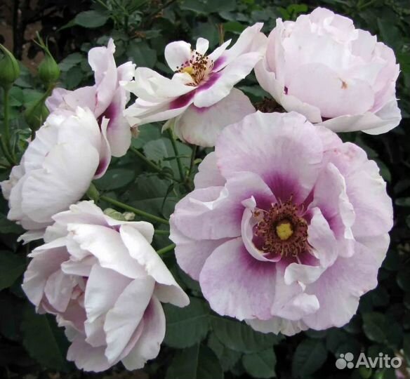 Розы Rhapsody in Blue и Eyes For You