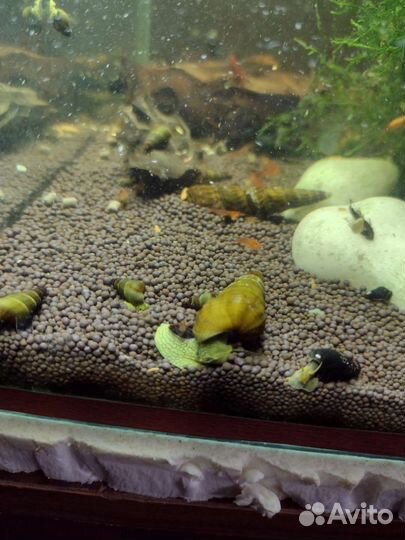 Улитка тиломелания