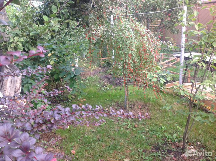 Саженцы Годжи