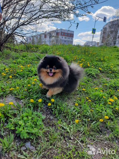 Шпиц вязка