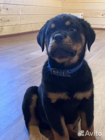 Щенки ротвейлера продажа