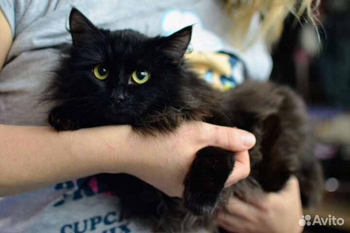 Котенок Малифисента в добрые руки