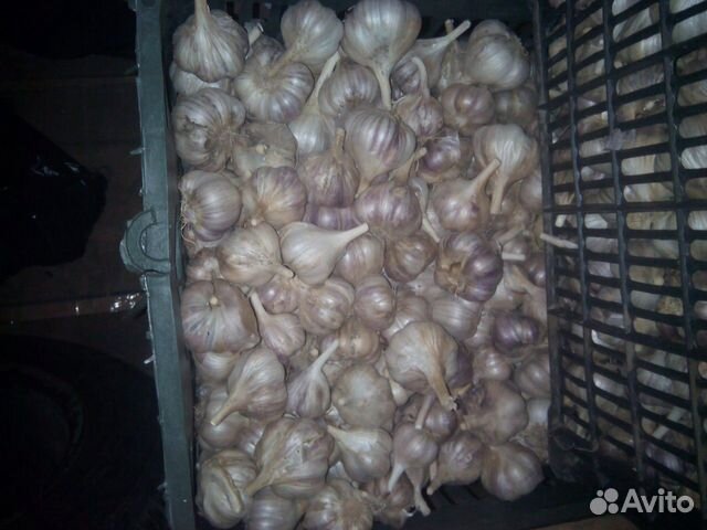 Чеснок домашний