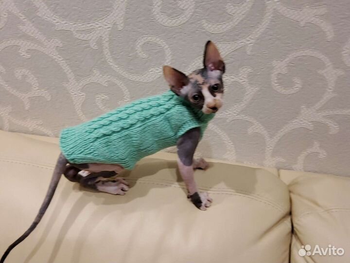 Кофта для котят