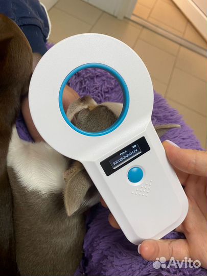 Щенки чихуахуа мини девочки