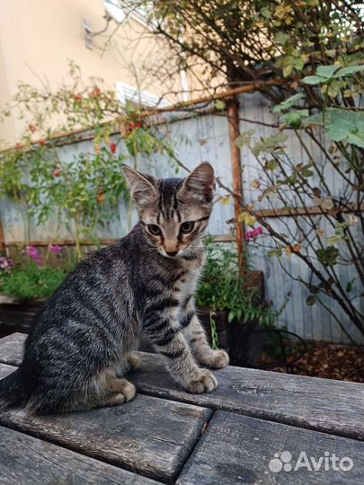 Котенок в дар бесплатно