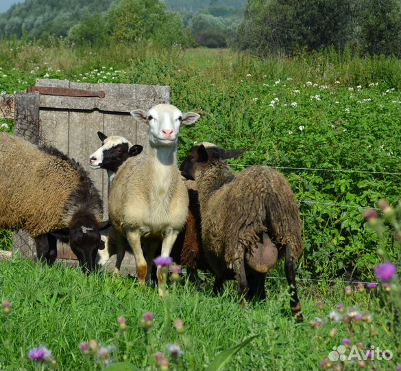 Ягнята барашки Катумские Романовские