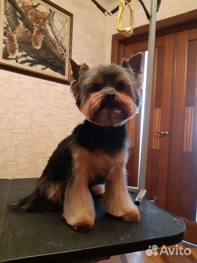 Стрижка собак и кошек