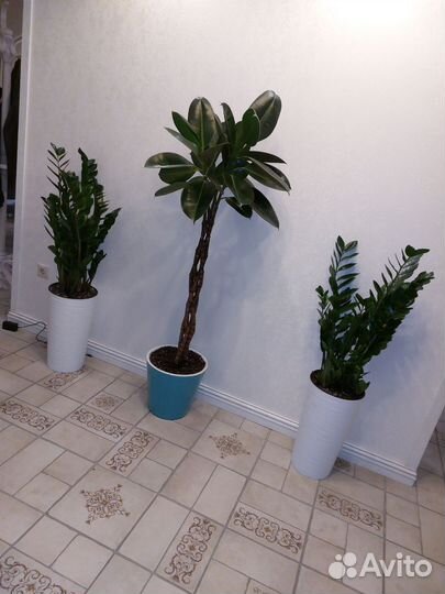 Комнатные цветы