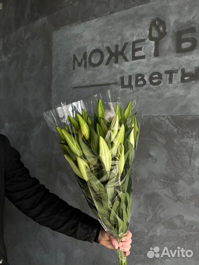 Лилия восточка