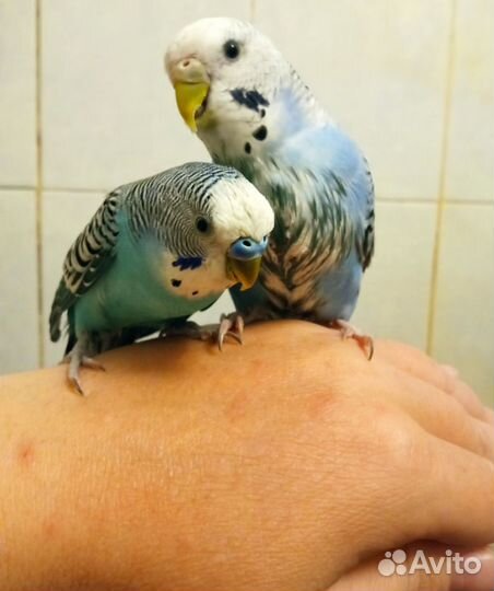 Пара волнистых попугаев
