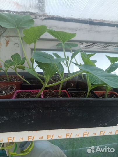 Рассада арбуза и дыни