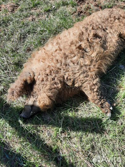 Венгерская Мангалица