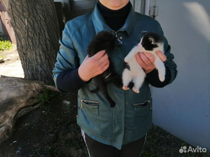 Кошка в дар бесплатно
