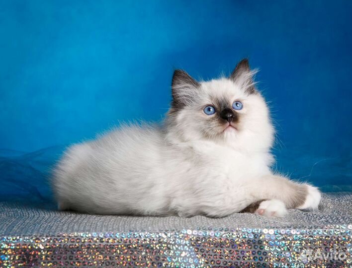 Котята рэгдолл
