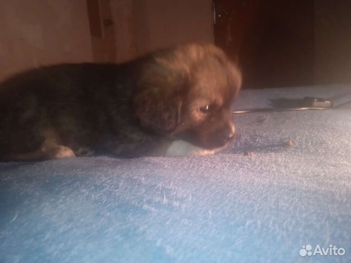 Собака в добрые руки щенок