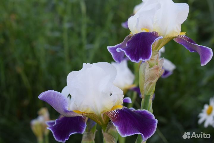 Ирисы Вербейник Аквилегия Лилейник