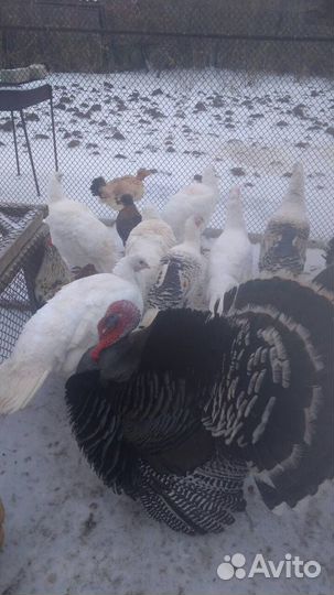 Яйца куриные,гусиные, на инкубацию