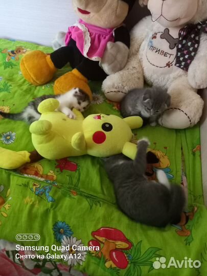 Котятки в добрые ручки,отдам