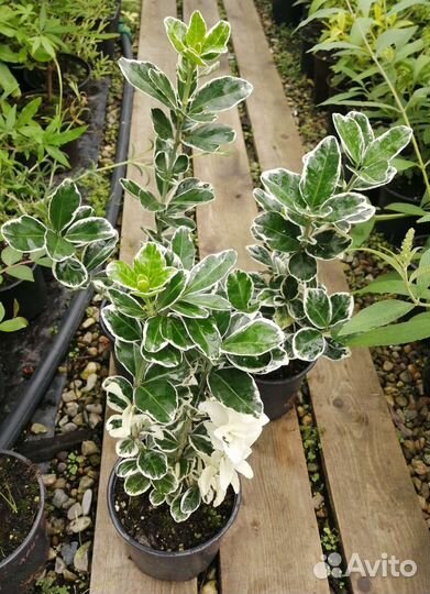 Бересклеты японские 4сорта зкс сдек