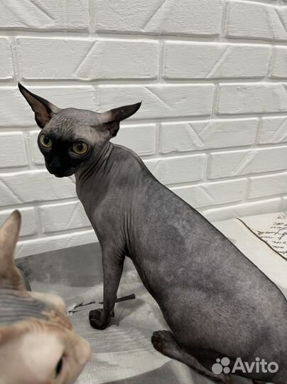 Вязка,мальчик