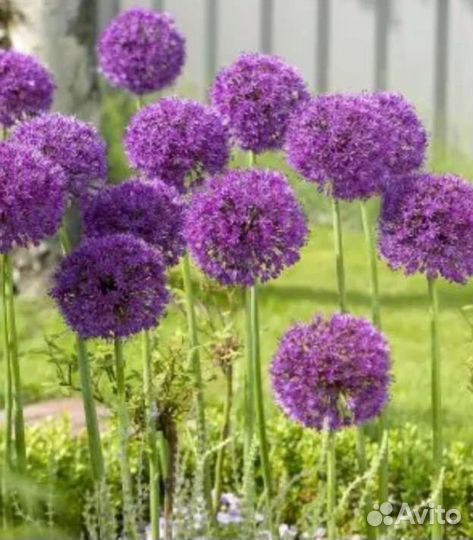 Аллиум (лук) декоративный