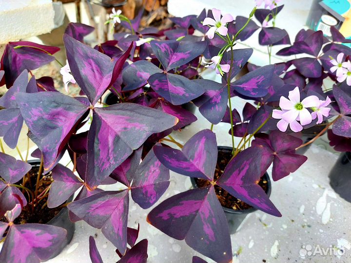 Кислица оксалис