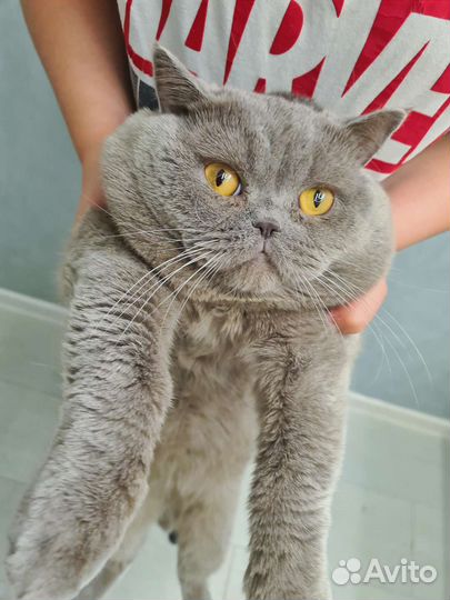 Кот на вязку