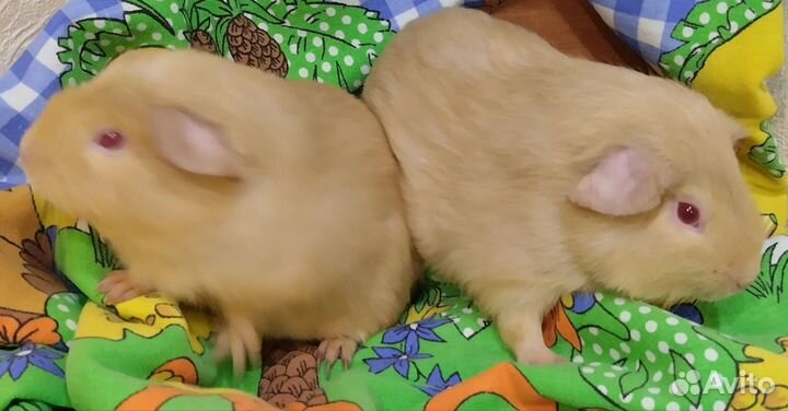 Морские свиночки малыши