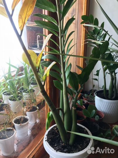 Замиокулькас