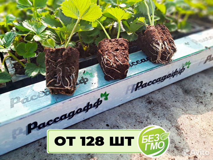 Рассада клубники. Элитные сорта оптом