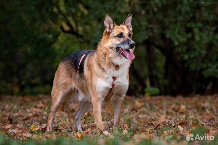 Метис овчарки Юджин в поисках дома