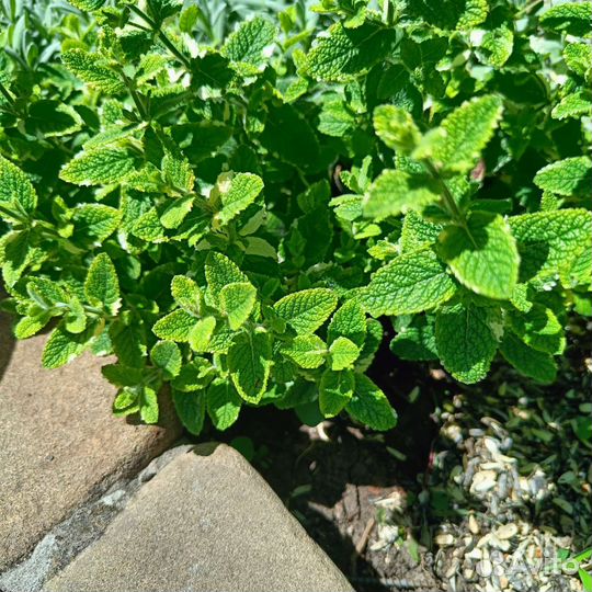 Мята душистая рассада