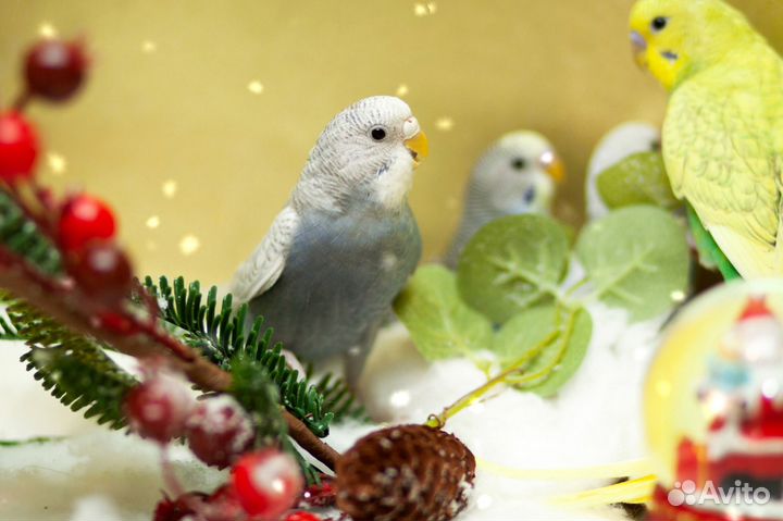 Красивые волнистые попугайчики