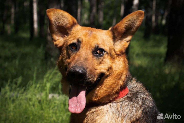 Немецкая овчарка