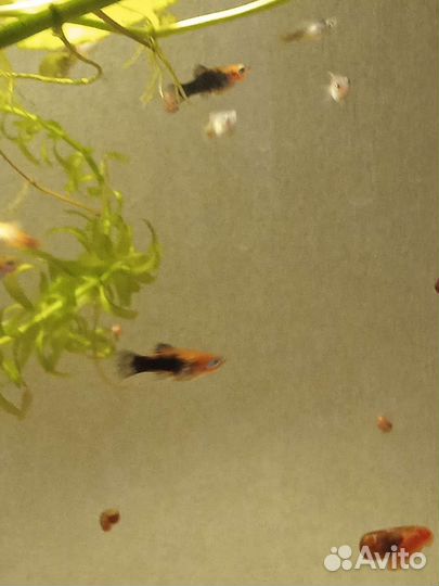 Пецилия Красночерная, Рижская и Неоновая