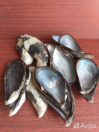 Раковины мидии