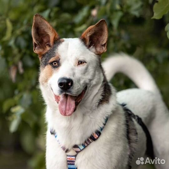 Собака в добрые руки