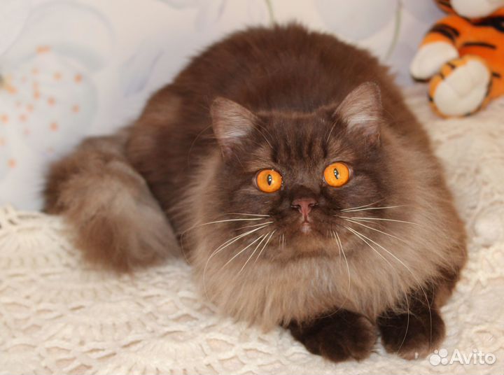 Длинношерстный британский кот