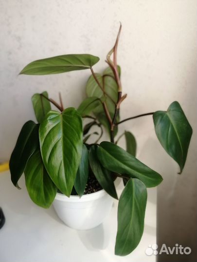 Эпипремнум, сциндапсус, филодендрон