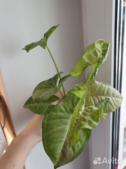 Сингониум Confetti (Конфетти)