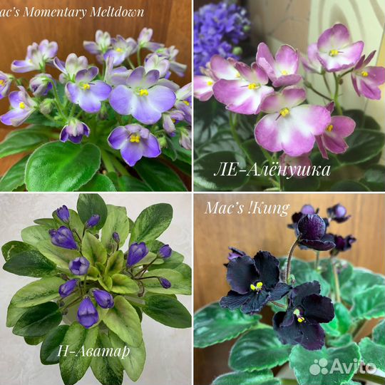 Фиалки мини