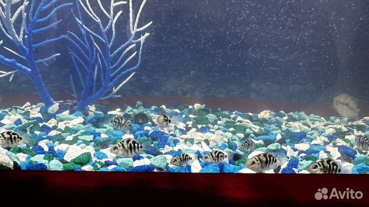 Рыбка сапфировый попугай