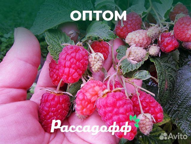 Саженцы малины. Зимостойкие сорта