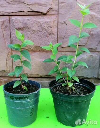 Чубушник махровый