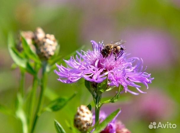 Мёд 24 года Алтайский опт