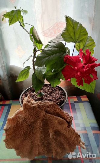 Китайская роза