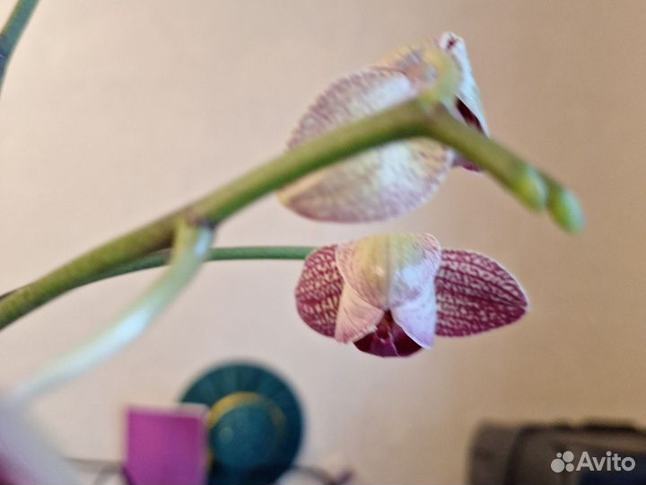 Орхидея фаленопсис