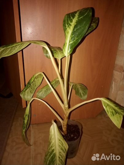 Аглаонема King Of Siam Сиамский король