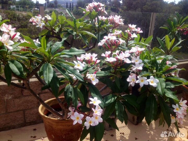 Семена: адениум, астрофитум, плюмерия, лавр